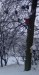 perlicky-na-strome v zime